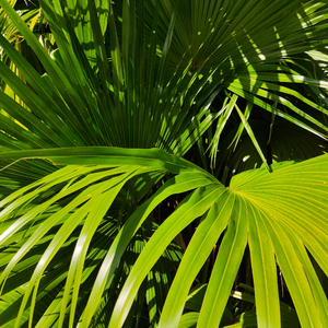 欧美人成在线视频
